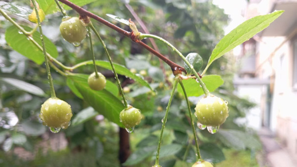 Фитомониторинг садов стартовал в Самарской области