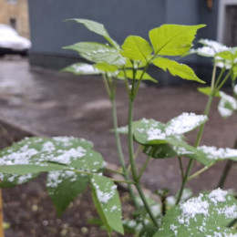 В Самарской области на праздники может выпасть снег