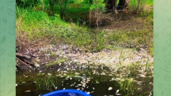 Минприроды сообщило о массовом заморе рыбы под Самарой