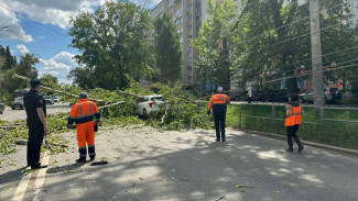 В Самаре 15 мая дерево упало на машины на проспекте Кирова