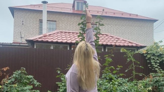 Двухметровая роза выросла в саду у жительницы Самарской области