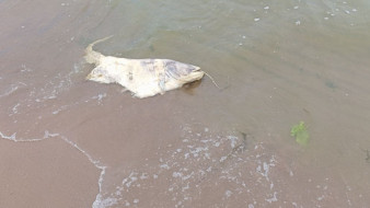 Стало известно о массовой гибели рыбы в самарском водоёме