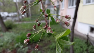 Гороскоп на 23 апреля: Прилив энергии у Овнов, внутреннее согласие у Весов, особая концентрация у Стрельцов 