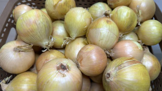 Всероссийский день лука 9 сентября: как извлечь из овоща наибольшую пользу?