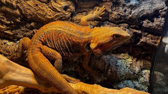 В Самаре подросток держит бородатую агаму в террариуме за 12000 рублей