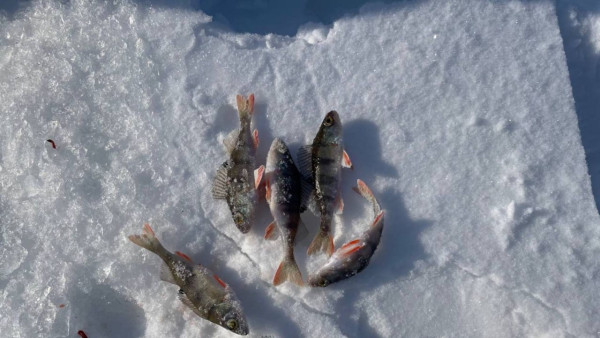В Самарской области запретят ловить рыбу и раков