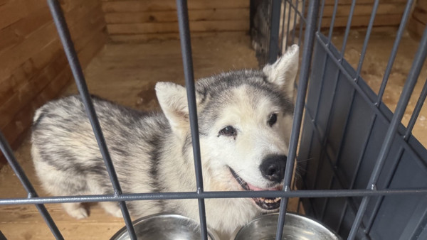 Кинологи объяснили самарцам, что значат резкие перемены в поведении собак