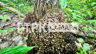 В Самарской области колонии грибов захватывают лес