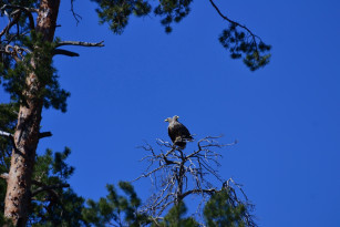 Живой двуглавый орел поразил жителей Самарской области
