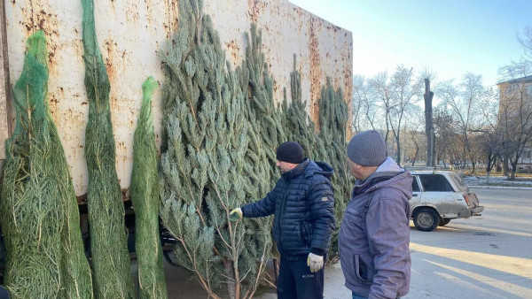 Стала известна стоимость елок в Самарской области