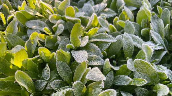 В Самарской области синоптики прогнозируют заморозки до -2°С