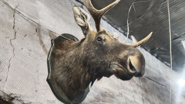 Жителя Самарской области оштрафовали на четверть миллиона рублей за незаконную охоту