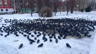 Полиция опровергла слухи о жестоком обращении с голубями в Самаре