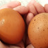 В Самарской области выросло производство яиц