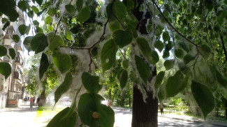 Аллерголог Мифтахова предупредила самарцев, как спасти здоровье от пыльцы и пуха