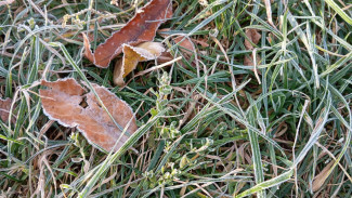 Глубина промерзания почвы в Самарской области оказалась в 7 раз ниже нормы