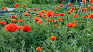 Народные приметы: Маков день. Не давайте в долг в 16 июля, если не хотите лишиться друзей и денег 