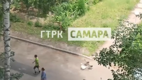 В Самарской области гусей выгуливают прямо во дворе среди высоток