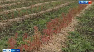 Урожай голубики собрали на первой промышленной плантации под Самарой
