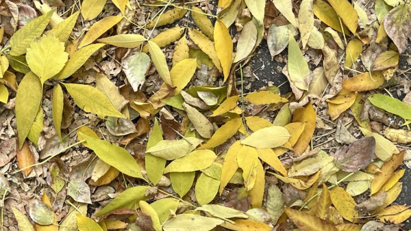 В Самаре ожидаются первые осенние заморозки: прогноз погоды на 13 и 14 сентября