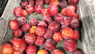 Россельхознадзор не пустил в Самару 20 тонн зараженной сливы из Узбекистана
