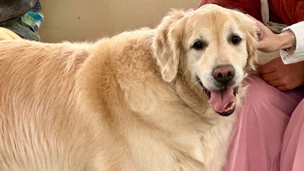 Самарский кинолог прокомментировала запрет на вход с собаками в магазины