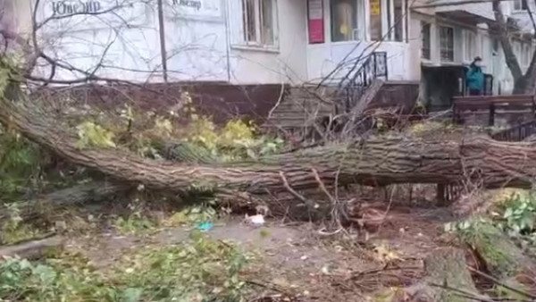 В Самарской области упавшее дерево убило человека