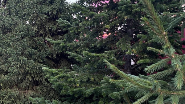 Садовый эксперт Вера Глухова напомнила о ключевых моментах подготовки сада к зиме 