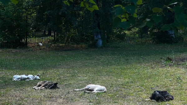 Эксперты рассказали самарцам, как уберечься от стаи собак