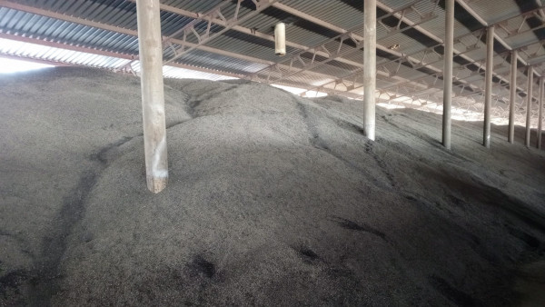 В самарских семечках подсолнечника нашли опасного вредителя 