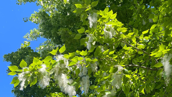 Самару 25 мая начало засыпать тополиным пухом