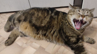 В Самаре ввели второй карантин по бешенству за неделю