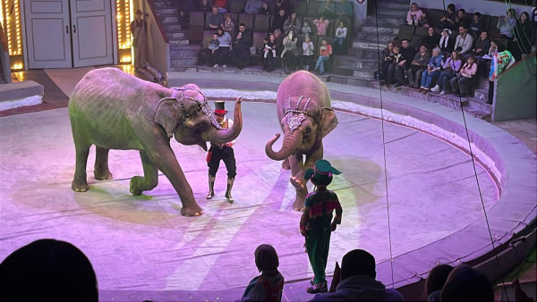 Сбежавшая в Самаре слониха Одри не вышла на манеж после побега