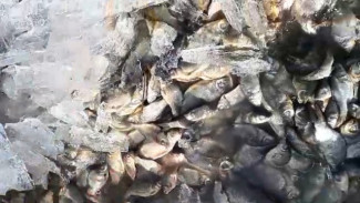 Массовый замор рыбы произошел в Самарской области