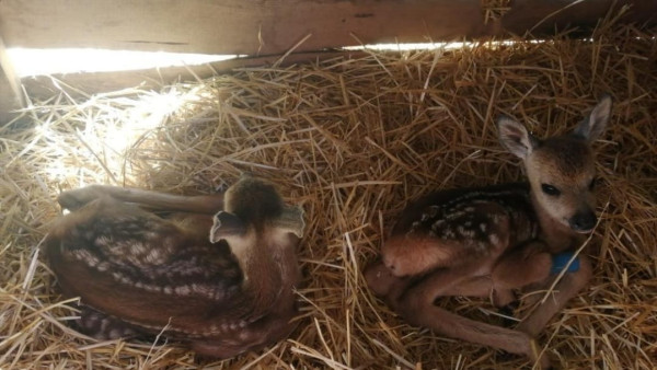 В Самарской области спасли обезвоженных новорожденных косулят