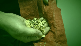 Житель Самарской области хранил на чердаке более 2,5 кг запрещённой сухой травы