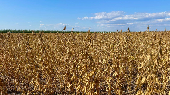 Самарские ученые создали сервис для поиска заброшенных с/х угодий