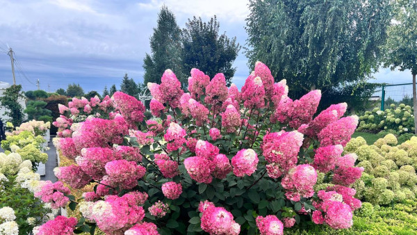 В Самарской области появится питомник гортензий: масштабный проект запустят в 2028 году