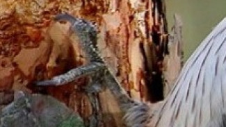 Убийцы и вредители: самарские учёные рассказали правду о тех, кого все считают полезными