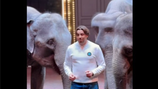 Дрессировщик раскрыл подробности побега слонихи Претти из самарского цирка