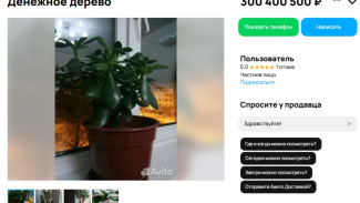 Под Самарой продают денежное дерево за 300 млн рублей
