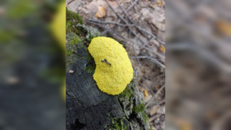 Позывной Слизевик: от инспекторов Жигулёвского заповедника в Самарской области сбежал гриб