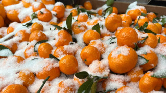 Самарского бурого медведя Умку впервые угостили мандаринами 