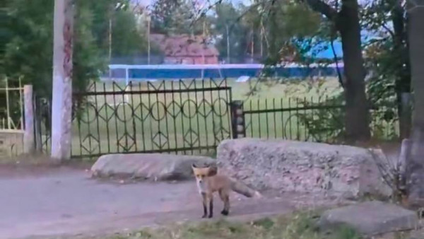 В самарском поселке Суходол дикие лисы атаковали детские площадки