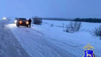 В Самарской области водитель кроссовера насмерть сбил косулю