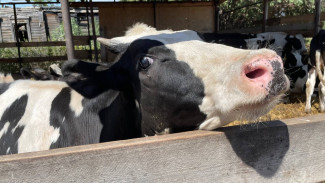 Врач предупредила о рисках употребления молока