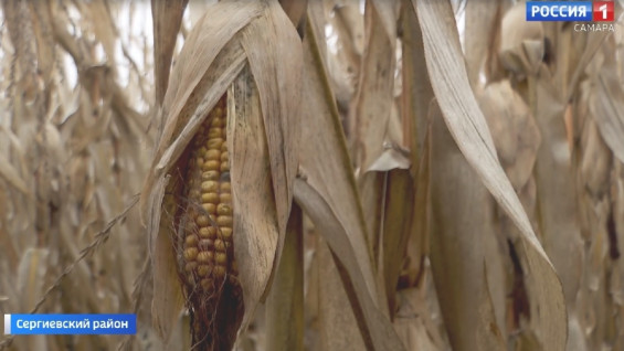 «Хлеб»: ФГИСы