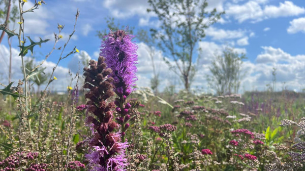 Народный календарь: 20 августа. Не делайте этого в день Марины-Пимены, чтобы не заболеть