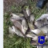 Под Самарой задержали браконьера с партией выловленной рыбы во время нереста