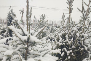 Стало известно, когда в Самаре откроются елочные базары